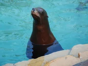 Ein Seelöwe in der Stuttgarter Wilhelma hat nicht mehr den rechten Durchblick. Ob der Tierarzt eine Brille verschreibt? Ein Seelöwe in der Stuttgarter Wilhelma hat nicht mehr den rechten Durchblick. Ob der Tierarzt eine Brille verschreibt?