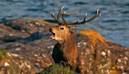 Hirschbrunft an Schottlands K&uuml;sten - ein ungewohntes Bild, da die Tiere in Mitteleuropa fast ausschlie&szlig;lich im Wald leben.