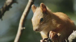 Eichh&ouml;rnchen in Europa  +++ Die Verwendung des sendungsbezogenen Materials ist nur mit dem Hinweis und Verlinkung auf RTL+ gestattet. +++