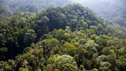 Die Sicht von oben auf den Regenwald Sri Lankas lässt die Vielfalt der Farben erkennen. Die Sicht von oben auf den Regenwald Sri Lankas lässt die Vielfalt der Farben erkennen.