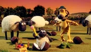 Timmy knackt die Nuss! Kleine Schafe haben doch manchmal die besten Ideen.
