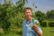 Wassertriebe m&uuml;ssen jetzt entfernt werden, dann wird die Apfelernte besser.