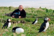 Tierfilmer Hans-Peter Kuttler beim Dreh in einer Papageientaucher-Kolonie.