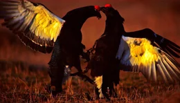 Fr&uuml;hjahr in den Highlands: Jetzt liefern sich die H&auml;hne der Birkh&uuml;hner spektakul&auml;re K&auml;mpfe um die Weibchen.