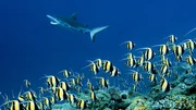 Halfterfische, die sich an einem Riff im Westpazifik versammelt haben, ziehen die Aufmerksamkeit eines grauen Riffhais auf sich. Halfterfische, die sich an einem Riff im Westpazifik versammelt haben, ziehen die Aufmerksamkeit eines grauen Riffhais auf sich.