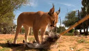 Um den Jagdinstinkt der luchs&auml;hnliche Wildkatze Karakal zu wecken, trainieren die Pfleger mit "Reizstecken": Lange Bambusstangen, an deren einem Ende Strau&szlig;enfedern befestigt sind. So imitieren sie einen fl&uuml;chtendes Beutetier.