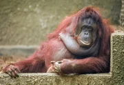 Orang-Utan-Weibchen Sarikei. Orang-Utan-Weibchen Sarikei.