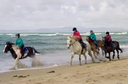 Am Strand von County Sligo: Das Reiten irischer Zuchtpferde ist auf den weitläufigen Sandstränden ein Gemeinschaftserlebnis. Am Strand von County Sligo: Das Reiten irischer Zuchtpferde ist auf den weitläufigen Sandstränden ein Gemeinschaftserlebnis.