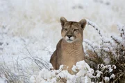 Das Pumaweibchen Solitaria sitzt in der verschneiten Landschaft, halb gesch&uuml;tzt durch einen Busch, und sucht mit ihren Augen die Umgebung ab.