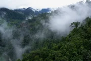 Die letzten Nebelw&auml;lder der Anden drohen zu verschwinden. Fast &uuml;berall in Ecuador werden W&auml;lder f&uuml;r die Landwirtschaft gerodet. Die B&auml;ume m&uuml;ssen weichen, um Platz f&uuml;r Felder und Weiden zu schaffen. &Uuml;ber 90 Prozent der Nebelw&auml;lder wurden vernichtet.