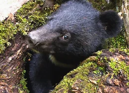 Ein Jungb&auml;r erkundet eine Baumh&ouml;hle.