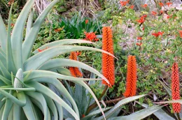 Rote Agaven bl&uuml;hen im Garten der Villa Boccanegra.