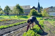 Auf den Feldern der Ökomarktgemeinschaft wird Feingemüse für die Bio-Lieferkisten geerntet. Auf den Feldern der Ökomarktgemeinschaft wird Feingemüse für die Bio-Lieferkisten geerntet.