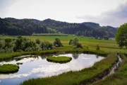 Der Heinz-Sielmann-Weiher in Billafingen gilt als Vorzeige-Biotop in der Bodensee-Region.