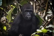 Die meisten Gorillas leben nicht in Nationalparks, sondern in forstwirtschaftlich genutzten W&auml;ldern.