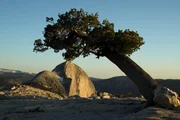 Der Half Dome aus der Sicht des Sentinal Domes.