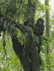 Berggorillas fressen meist Blätter. Die jüngeren holen sie sich oft hoch aus den Bäumen, ältere fressen am Boden. Berggorillas fressen meist Blätter. Die jüngeren holen sie sich oft hoch aus den Bäumen, ältere fressen am Boden.