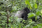 Der "Silberrücken" ist der stärkste Gorillamann in der Gruppe. Er beschützt seinen Harem und kümmert sich sehr fürsorglich um seine Kinder. Der "Silberrücken" ist der stärkste Gorillamann in der Gruppe. Er beschützt seinen Harem und kümmert sich sehr fürsorglich um seine Kinder.