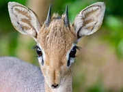 Das Dikdik ist eine afrikanische Zwergantilope, die recht häufig in Namibia vorkommt, es allerdings vorzieht nicht gesehen zu werden. Sie ist kaum größer als ein Hase. Mit großen Ohren, riesigen Augen und einer rüsselartigen Nase prüft sie ständig die Umgebung, um ihren zahlreichen Fressfeinden zu entgehen. Das Dikdik ist eine afrikanische Zwergantilope, die recht häufig in Namibia vorkommt, es allerdings vorzieht nicht gesehen zu werden. Sie ist kaum größer als ein Hase. Mit großen Ohren, riesigen Augen und einer rüsselartigen Nase prüft sie ständig die Umgebung, um ihren zahlreichen Fressfeinden zu entgehen.