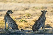 Mein Afrika - Gepardenbrüder Die Geparden-Geschwister in der Serengeti. Mein Afrika - Gepardenbrüder Die Geparden-Geschwister in der Serengeti.