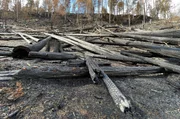 Verbrannte St&auml;mme nach dem Feuer Anfang Mai 2026 im Nationalpark B&ouml;hmische Schweiz