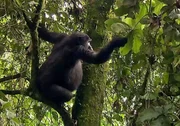 Bald wird dieses Weibchen ein Junges zur Welt bringen. Nur alle vier Jahre bekommen Gorillas Nachwuchs. Bald wird dieses Weibchen ein Junges zur Welt bringen. Nur alle vier Jahre bekommen Gorillas Nachwuchs.
