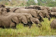 Es gibt sie noch, die kleinen Paradiese für Elefanten. Am Grenzfluss Chobe zwischen Namibia und Botsuana finden Elefanten alles, was sie lieben: frisches Wasser, saftige Pflanzen, viel Freiraum und Gesellschaft. Es gibt sie noch, die kleinen Paradiese für Elefanten. Am Grenzfluss Chobe zwischen Namibia und Botsuana finden Elefanten alles, was sie lieben: frisches Wasser, saftige Pflanzen, viel Freiraum und Gesellschaft.