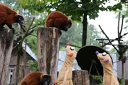 Jan & Henry ermitteln im Zoo.