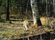 Vor dem Amurtiger, der gr&ouml;ssten Raubkatze der Welt, m&uuml;ssen sich die Jungb&auml;ren in Acht nehmen