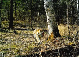 Vor dem Amurtiger, der gr&ouml;ssten Raubkatze der Welt, m&uuml;ssen sich die Jungb&auml;ren in Acht nehmen