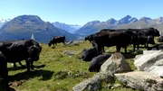 Angus-Rinder auf knapp 2500 Metern Höhe Angus-Rinder auf knapp 2500 Metern Höhe