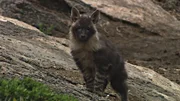 Bei dem ausgewählten Tier handelt es sich um eine junge Braune Hyäne (Parahyaena brunnea), die im Volksmund auch als „Strandwolf“ bekannt ist. Bei dem ausgewählten Tier handelt es sich um eine junge Braune Hyäne (Parahyaena brunnea), die im Volksmund auch als „Strandwolf“ bekannt ist.