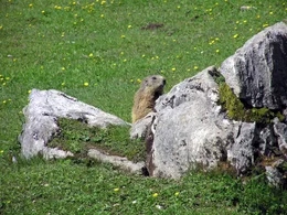 Der Hochk&ouml;nig, mit 2.941 Metern h&ouml;chster Gipfel der Salzburger Kalkhochalpen, &uuml;berragt einen Lebensraum von erlesener Sch&ouml;nheit. Der Berg hat zwei Gesichter: ein friedvolles, ruhiges von Norden; ein zerfurchtes, zerkl&uuml;ftetes von S&uuml;den. Die umliegende Natur- und Kulturlandschaft des Pinzgau und Pongau mit ihren Almb&ouml;den und W&auml;ldern portr&auml;tiert Bernd Seidel im Winter und Fr&uuml;hsommer - in jenen Jahreszeiten, in denen diese Bergwelt ihre ganze Sch&ouml;nheit hervorzaubert.