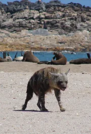 Dieses Tier ist eine Braune Hyäne (Parahyaena brunnea), auch bekannt als Strandwolf. Dieses Tier ist eine Braune Hyäne (Parahyaena brunnea), auch bekannt als Strandwolf.