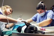 Tier&auml;rztin 24/7 El&eacute;onore operiert einen Hund. Ihr Alltag als Tier&auml;rztin ist oft sehr belastend.