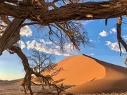 Im Sossusvlei haben sich vor ca. 5 Millionen Jahren in einem ehemaligen lehmigen, ausgetrockneten Flussbett Dünen gebildet. Es ist bis heute eine der spektakulärsten Landschaften Namibias. Wegen der spärlichen Regenfälle in der Region schaffen es nur wenige Bäume zu überleben. Im Sossusvlei haben sich vor ca. 5 Millionen Jahren in einem ehemaligen lehmigen, ausgetrockneten Flussbett Dünen gebildet. Es ist bis heute eine der spektakulärsten Landschaften Namibias. Wegen der spärlichen Regenfälle in der Region schaffen es nur wenige Bäume zu überleben.