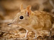 Dank seiner langen beweglichen Nase, die an einen Rüssel erinnert, hat dieser kleine insektenfressende Säuger seinen Namen bekommen. Allerdings gehört er gar nicht zu den Spitzmäusen, sondern zu den Rüsselspringern und ist damit näher verwandt mit den Elefanten als den Spitzmäusen. Dank seiner langen beweglichen Nase, die an einen Rüssel erinnert, hat dieser kleine insektenfressende Säuger seinen Namen bekommen. Allerdings gehört er gar nicht zu den Spitzmäusen, sondern zu den Rüsselspringern und ist damit näher verwandt mit den Elefanten als den Spitzmäusen.
