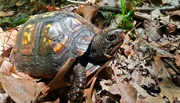 Die Carolina-Dosenschildkr&ouml;te ist ein G&auml;rtner ohne es zu wissen. Sie fressen die Fr&uuml;chte des Maiapfels und verteilen die Samen mit der passenden Portion D&uuml;nger.