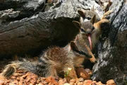 Das M&auml;nnchen der Gelbfu&szlig;-Beutelmaus hat es eilig: Es lebt nur ein Jahr lang und stirbt bald nach der Paarung mit einem Weibchen.