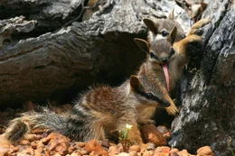 Das M&auml;nnchen der Gelbfu&szlig;-Beutelmaus hat es eilig: Es lebt nur ein Jahr lang und stirbt bald nach der Paarung mit einem Weibchen.
