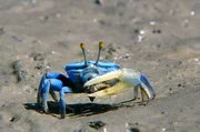 Tiere kommunizieren mit visuellen Signalen und körperlichen Bewegungen. Tiere kommunizieren mit visuellen Signalen und körperlichen Bewegungen.