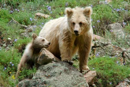 Braunb&auml;rin mit ihrem Jungen.