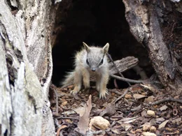 Ein junger Numbat wagt sich aus dem sicheren Bau, um Tageslicht und Frischluft zu schnuppern.