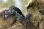 Tiere kommunizieren, um zu überleben, um sich zu paaren oder einfach, um anderen mitzuteilen, wie es ihnen geht. Tiere kommunizieren, um zu überleben, um sich zu paaren oder einfach, um anderen mitzuteilen, wie es ihnen geht.