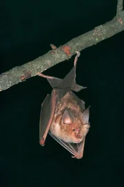 Die Große Hufeisennase fliegt dicht an der Vegetation und oft in nur 1 m Flughöhe über dem Boden. Sie jagt auch von sogenannten Hangwarten aus. Diese Fledermausart ist in Deutschland so gut wie ausgestorben. Verursacht wurden die Bestandseinbrüche durch den Einsatz von Pestiziden. Die Große Hufeisennase fliegt dicht an der Vegetation und oft in nur 1 m Flughöhe über dem Boden. Sie jagt auch von sogenannten Hangwarten aus. Diese Fledermausart ist in Deutschland so gut wie ausgestorben. Verursacht wurden die Bestandseinbrüche durch den Einsatz von Pestiziden.