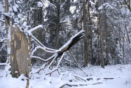 Die "Feuereibe" im Winter. Seit Jahren bewacht die ausgebrannte Krone der ehemals &auml;ltesten Eibe im Wald wie ein Fabelwesen diese Lichtung. F&uuml;r die einen ist sie "das Krokodil", andere sehen in der bizarren Skulptur eine Riesenkrake.