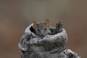Das M&auml;nnchen der Gelbfu&szlig;-Beutelmaus hast es eilig: Es lebt nur ein Jahr lang, stirbt bald nach der Paarung mit einem Weibchen.