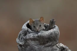 Das M&auml;nnchen der Gelbfu&szlig;-Beutelmaus hast es eilig: Es lebt nur ein Jahr lang, stirbt bald nach der Paarung mit einem Weibchen.