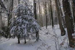 Eiben sind keine Baumriesen - sie ducken sich in den Schatten von Buchen und Fichten, von Ulmen, Eschen oder dem Bergahorn. Wenn der Wald im Winter kahl ist, kommt die immergr&uuml;ne Eibe besonders gut zur Geltung.