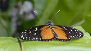 Schmetterling. Schmetterling.